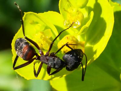  Camponotus cruentatus (Latreille, 1802)