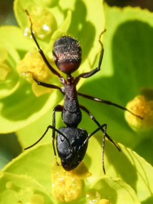  Camponotus cruentatus (Latreille, 1802)