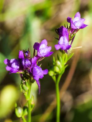 Linaire de Pélissier Linaria pelisseriana (L.) Mill., 1768