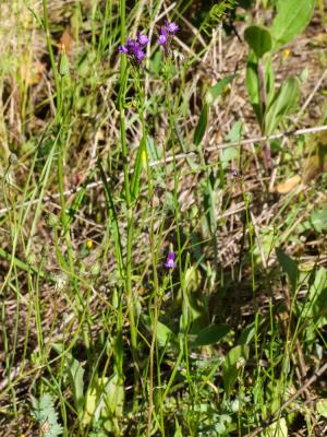 Linaire de Pélissier Linaria pelisseriana (L.) Mill., 1768