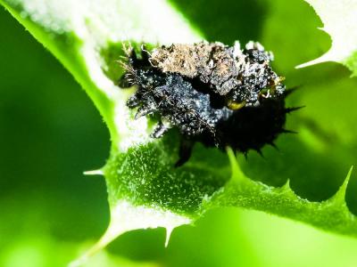  Chrysopidae Schneider, 1851