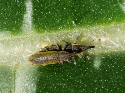  Lixus filiformis (Fabricius, 1781)