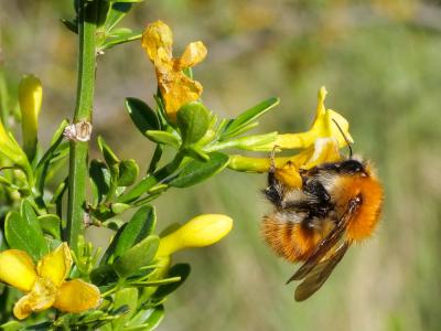 Bourdon des champs Bombus pascuorum (Scopoli, 1763)