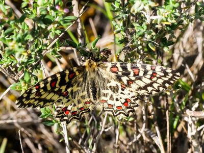 Proserpine (La), Thaïs écarlate (La), Proserpine d Zerynthia rumina (Linnaeus, 1758)