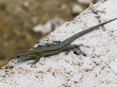 Lézard catalan des Cévennes Podarcis liolepis cebennensis Guillaume & Geniez in Fretey, 1986