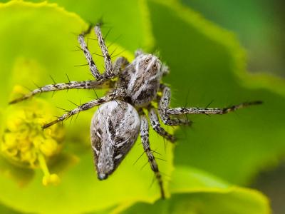 Araignée-lynx Oxyopes heterophthalmus (Latreille, 1804)