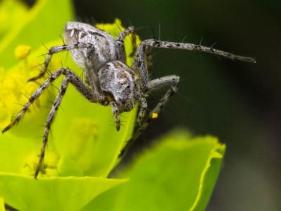 Araignée-lynx Oxyopes heterophthalmus (Latreille, 1804)