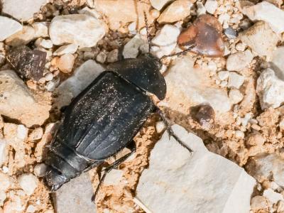  Silpha carinata Herbst, 1783