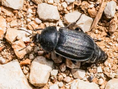  Silpha carinata Herbst, 1783