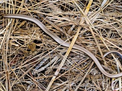 Orvet fragile Anguis fragilis Linnaeus, 1758
