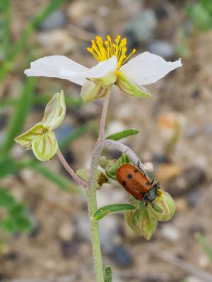 Lachnaia tristigma (Lacordaire, 1848)