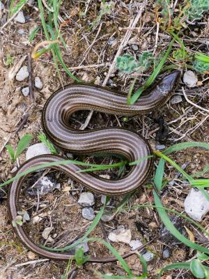 Seps strié Chalcides striatus (Cuvier, 1829)