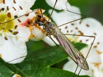 Cousins Tipulidae Latreille, 1802