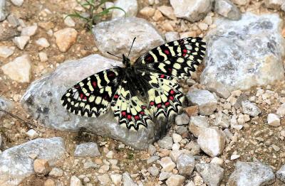 Proserpine (La), Thaïs écarlate (La), Proserpine d Zerynthia rumina (Linnaeus, 1758)