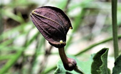 Proserpine (La), Thaïs écarlate (La), Proserpine d Zerynthia rumina (Linnaeus, 1758)