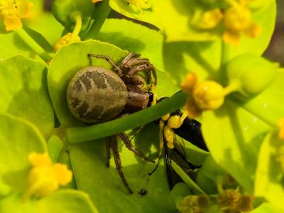 Xystique Xysticus 