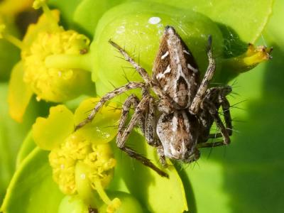Araignée-lynx Oxyopes heterophthalmus (Latreille, 1804)