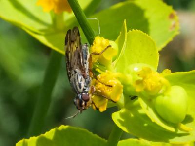  Dorycera graminum (Fabricius, 1794)