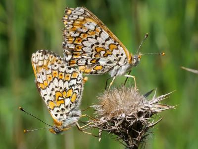 Mélitée du Plantain (La), Déesse à ceinturons (La) Melitaea cinxia (Linnaeus, 1758)