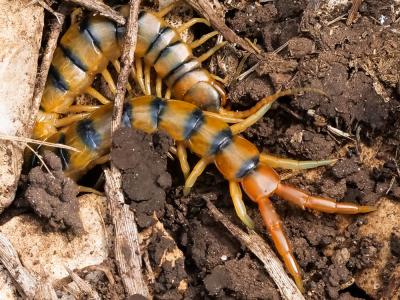  Scolopendra cingulata Latreille, 1789