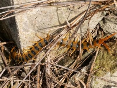  Scolopendra cingulata Latreille, 1789
