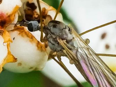 Cousins Tipulidae Latreille, 1802