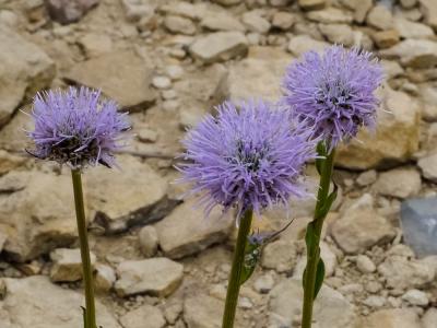 Globulaire commune, Globulaire vulgaire, Globulair Globularia bisnagarica L., 1753