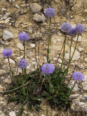 Globulaire commune, Globulaire vulgaire, Globulair Globularia bisnagarica L., 1753