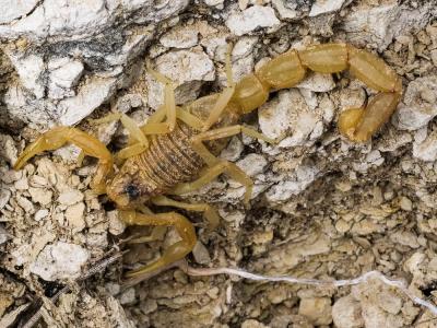 Scorpion languedocien Buthus occitanus (Amoreux, 1789)