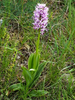 Orchis singe Orchis simia Lam., 1779