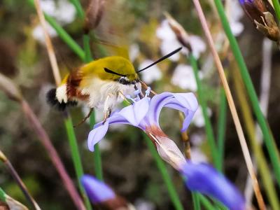 Sphinx gazé (Le), Sphinx du Chèvrefeuille (Le) Hemaris fuciformis (Linnaeus, 1758)