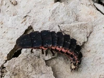 Ver luisant, Lampyre Lampyris noctiluca (Linnaeus, 1758)