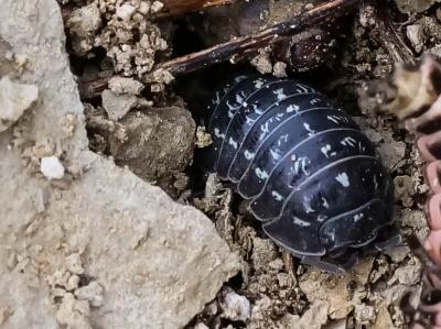Cloporte commun (Le) Oniscus asellus Linnaeus, 1758