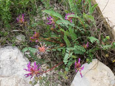 Astragale de Montpellier, Esparcette bâtarde Astragalus monspessulanus L., 1753