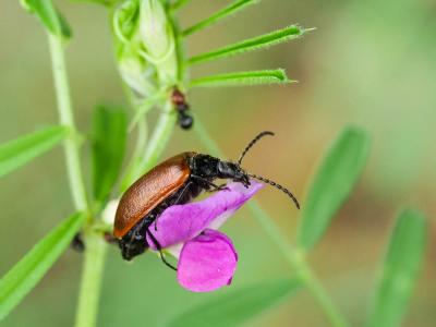 Omophlus orangé Omophlus lepturoides (Fabricius, 1787)