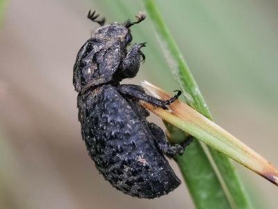  Trox perlatus perlatus (Goeze, 1777)