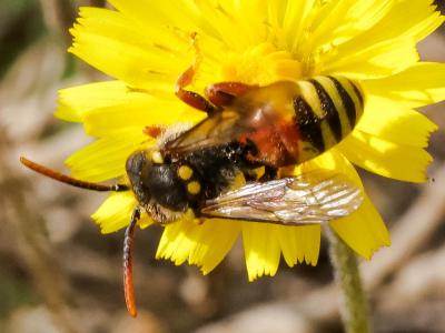  Nomada basalis Herrich-Schäffer, 1839