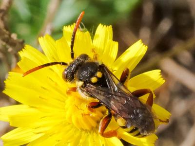  Nomada basalis Herrich-Schäffer, 1839