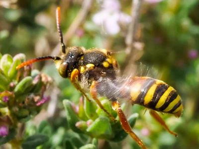  Nomada basalis Herrich-Schäffer, 1839