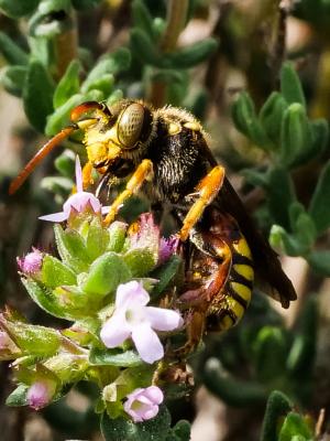  Nomada basalis Herrich-Schäffer, 1839