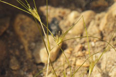 Althénie filiforme, Althénia filiforme Althenia filiformis Petit, 1829