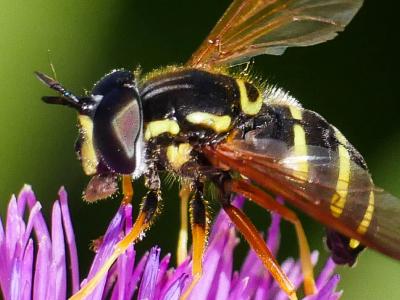  Chrysotoxum vernale Loew, 1841