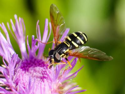 Chrysotoxum vernale Loew, 1841