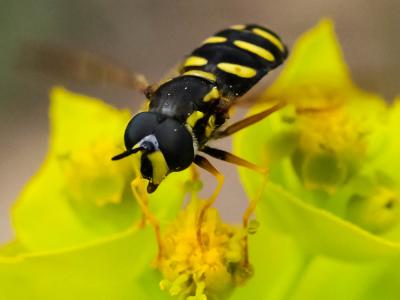  Chrysotoxum vernale Loew, 1841
