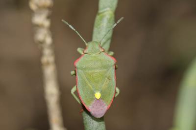  Brachynema cinctum (Fabricius, 1775)