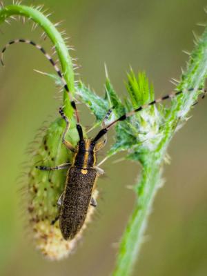  Agapanthia dahli (Richter, 1820)