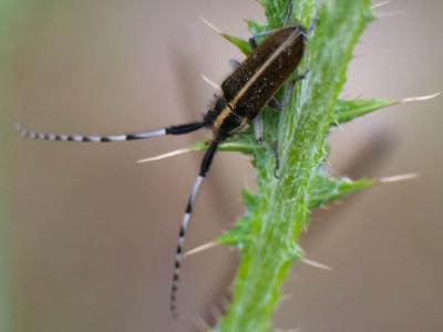 Agapanthie du chardon Agapanthia cardui (Linnaeus, 1767)