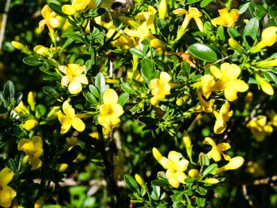 Jasmin jaune, Jasmin d'été Jasminum fruticans L., 1753