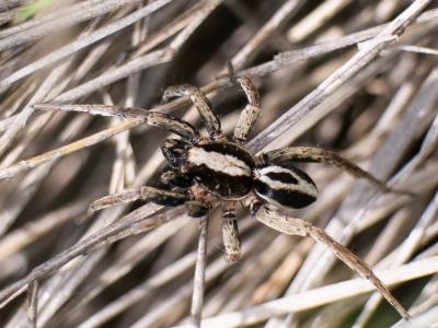  Alopecosa albofasciata (Brullé, 1832)