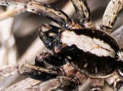  Alopecosa albofasciata (Brullé, 1832)